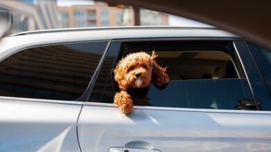 הגבלה על ארבע: חוק חדש נגד כלבים שמוציאים ראש מהחלון